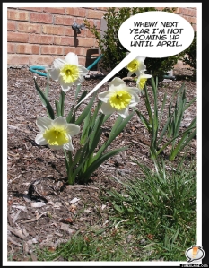 Daffodils3